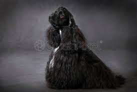 Both men and women dye their hair regularly, either to cover up growing grayness or simply to update their look. Schwarzer Hund Amerikanischer Cocker Spaniel Foto Vorratig Crushpixel