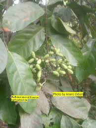 Image result for Landolphia glabra