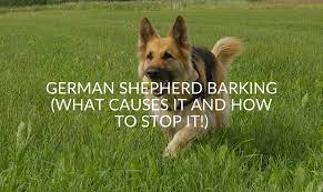 They would like to reach you and will continuously bark until you return. German Shepherd Barking What Causes It And How To Stop It Jubilant Pups