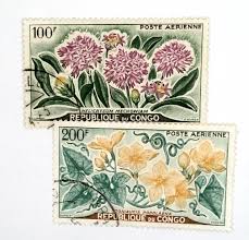 Image result for Cogniauxia podolaena