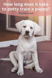 How Long Does It Take To Potty Train A Puppy That Mutt