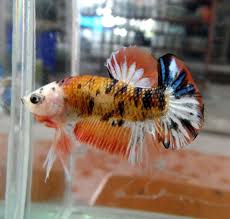 Pin On Betta Things
