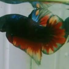 Tip dan cara mencetak ikan cupang avatar dengan indukan yg harg.nya mudah terjangkau,, karena hu guys! Jual Ikan Hias Avatar Fire Avatar Nemo Di Lapak Trans Shop Bukalapak