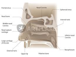 Learning the anatomy of the nose can help you better understand how the nose works. Nose Anatomy Graphic Illustration Art Prints And Posters By Miro Kovacevic Artflakes Com