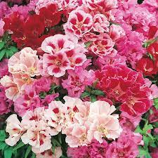 Flowers Lover Azalea Flower Youtube