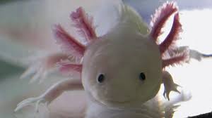 At ivy's axolotls, we have been breeding quality pet axolotls since 2018. Axolotl Leben Im Ewigen Larvenstadium Die Besonderen Fahigkeiten Des Mexikanischen Schwanzlurchs Br Wissen