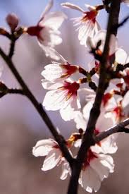 Appearing just before the leaves unfurl, flowering almond is one of the first to blossom each spring. Free Photo Almond Tree
