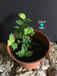 Check out our ficus pumila selection for the very best in unique or custom, handmade pieces from our outdoor & gardening shops. Ficus Quercifolia Oak Leaf Creeping Fig Uk Spiralis Plants Online House Plants Uk