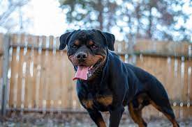 Vet called him an 80lb block of muscle. He's probably around 88lbs and he  is full grown. Some Rottweilers aren't going to get to be 120-130lbs+  without over feeding. Keep your Rottweiler