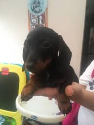 Dachshund puppies for sale and available now. Miniature Dachshund Puppies For Sale Round Rock Tx 99693