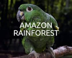 Firstly, there are millions of species of insects amongst amazon rainforest animals, including some beautiful colourful butterflies, giant beetles and cockroaches, and praying mantids. Plant Trees In The Amazon Rainforest One Tree Planted