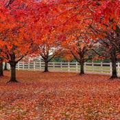 Pour ne plus vous compliquer la tâche à poser de l'or ou du platine ! Arbre Rouge Liste Ooreka