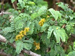 Image result for Faidherbia albida