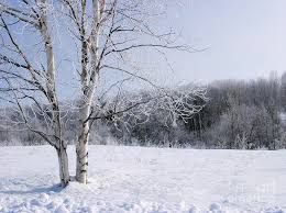 Check out our snowy birch trees selection for the very best in unique or custom, handmade pieces from our shops. Snow Landscape With Birch Tree Photograph By Steven Puetzer