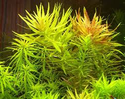Image result for Limnophila ceratophylloides