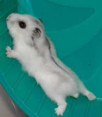 Black And White Syrian Hamster For Sale About Winter White Hamster Types Syrian Hamster Dwarf Russian Hamster Dwarf Champbell Russian Hamster C Dwarf Hamster Funny Hamsters Russian Dwarf Hamster
