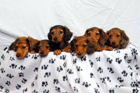 At your petco, we're with you every step of the way as. Nw Dachshunds Home Facebook