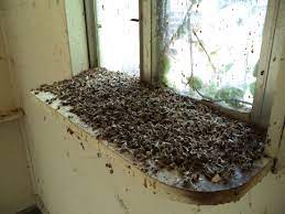 A beekeeper will be a cheaper, better and much more conscientious way to get the bees out of your house. Dead Bees On Window Ledge Of Abandoned House Hive Pro Bee Removal