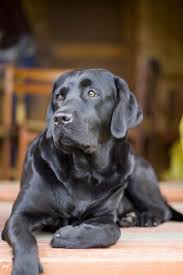 So You Want Your Labrador To Be A Stud Dog Labrador Retriever Dog Labrador Retriever Dog Breeds