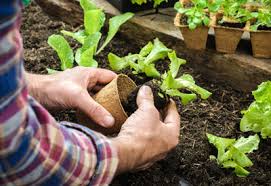 Your organic veggies and herbs will need tons of nutrients from the soil and chemical treatments can deplete the soil. How To Start An Organic Garden Planet Natural