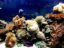 46, jalan desa gombak 1, taman desa gombak 53000 kuala lumpur, malaysia. Zarifah Aquarium Home Facebook