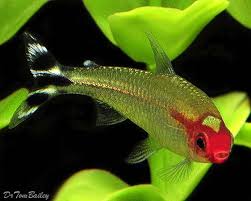 Rummy Nose Tetra Featured Item Rummy Nose Tetra Fish Petfish Aquarium Aquariums Freshwa Tropical Fish Aquarium Tropical Freshwater Fish Aquarium Fish