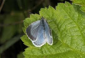 Image result for Celastrina argiolus