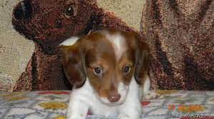 Above you will find the latest dachshund puppies which we have for sale. Miniature Dachshund Piebald Puppies Price 250 00 For Sale In Hewitt Minnesota Your City Ads