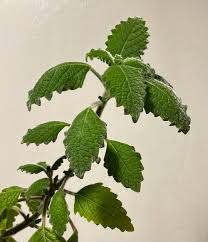 Image result for Coleus grandidentatus