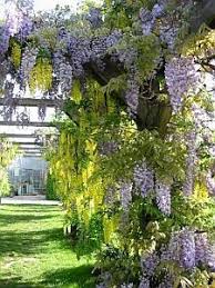 Kletterpflanzen Weinreben Schlangen Als Schutzgitter Im Garten Garten Und Pflanzen Climbing Plants Climbing Roses Beautiful Gardens