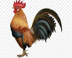 pollo gallo una fotografia de stock imagen png imagen transparente descarga gratuita pollo gallo una fotografia de stock