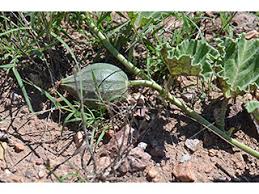 Image result for Quassia undulata