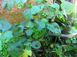 Image result for Solanum aculeatissimum
