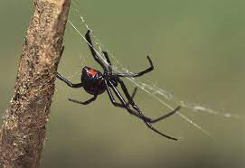 Indoors, the black widow spider prefers cluttered areas such as garages, crawl space, and basements. Black Widow And Recluses Alabama Cooperative Extension System