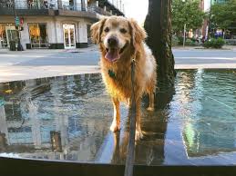 Beautiful golden retriever puppies for sale in turbeville, south carolina (sc). Dog Obituary For Golden Retriever Charlie Goes Viral On Twitter