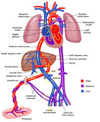 Printable Diagram Of Fetal Circulation Fetal Circulation