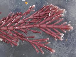 Image result for Microcoelia corallina