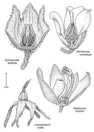 Image result for Malvaceae: Byttnerioideae, Helicteroideae
