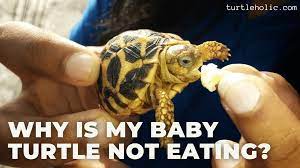 Why Is My Baby Turtle Not Eating Turtleholic