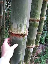 Image result for Dendrocalamus