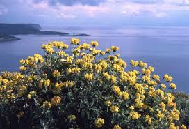 Image result for Phlomis fruticosa