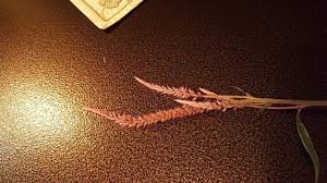 Image result for Sacciolepis indica