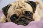 TOP 10 CUTEST PUG PUPPY CLIPS ON YOUTUBE