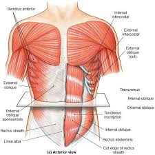 The abdominal head of the pectoralis major muscle is one of three origins for the pectoralis major. Abdominal Muscles Anatomy Chart 4 Abdominal Muscle Anatomy Diagram