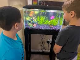 *super* easy instructions to help you. How To Start A Fish Tank For Your Family Not Quite Susie Homemaker