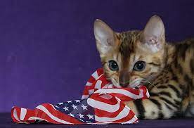 Bengal Kittens For Sale Maryland Nj Ny Pa Httprepresentcomkittenshirt Bengal Kitten Bengal Cat Bengal Kittens For Sale