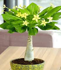 Hawaii Palme 30 40 Cm Hoch 1a Qualitat Kaufen Baldur Garten Zimmerblumen Pflanzen Palmen Pflanzen