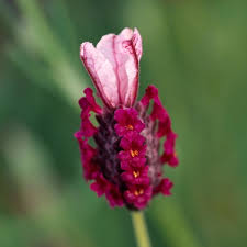 Lavandula Stoechas Kew Red Lavender Lavender Seeds Lavender Plant Fragrant Plant