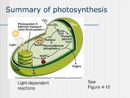Chapter 4 Photosynthesis Photosynthesis Chemical Bond Middle School Science Experiments