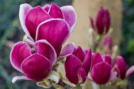 Magnolia Genie Garden Shrubs Magnolia Soulangeana Rare Plants